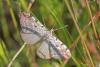 284664 – Photo : Marc Solari – France (68)